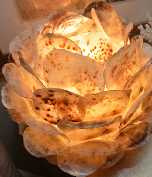 Above Uplight Displayed Spotted Shell Lamp