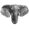 Goliath Elephant Knobs