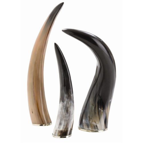 Set of 3 varying height authentic horns with polished nickel band are a conversations pieces for display on any surface.